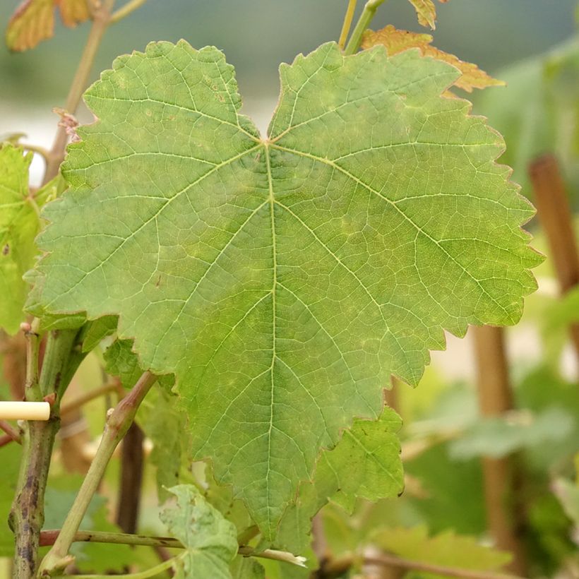 Vigne Chasselas Doré (Feuillage)