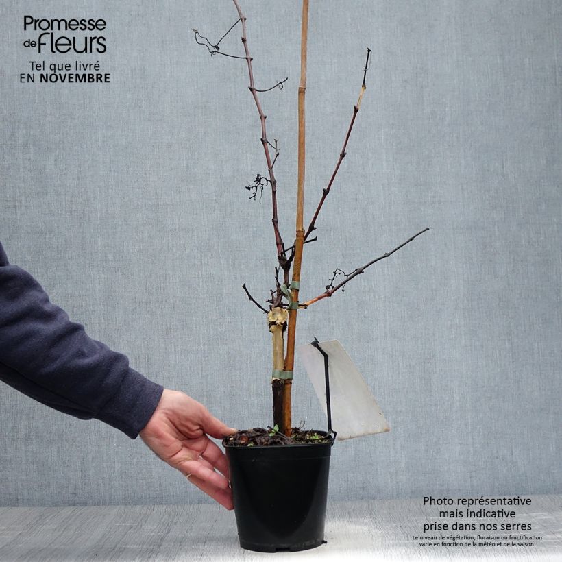 Spécimen de Vigne Chasselas Doré Pot de 2L/3L tel que livré en automne