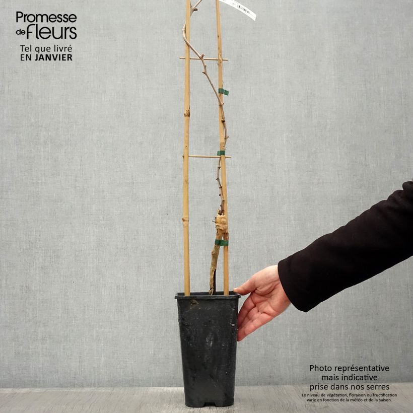 Spécimen de Vigne Chasselas Doré Pot de 2L/3L tel que livré en hiver