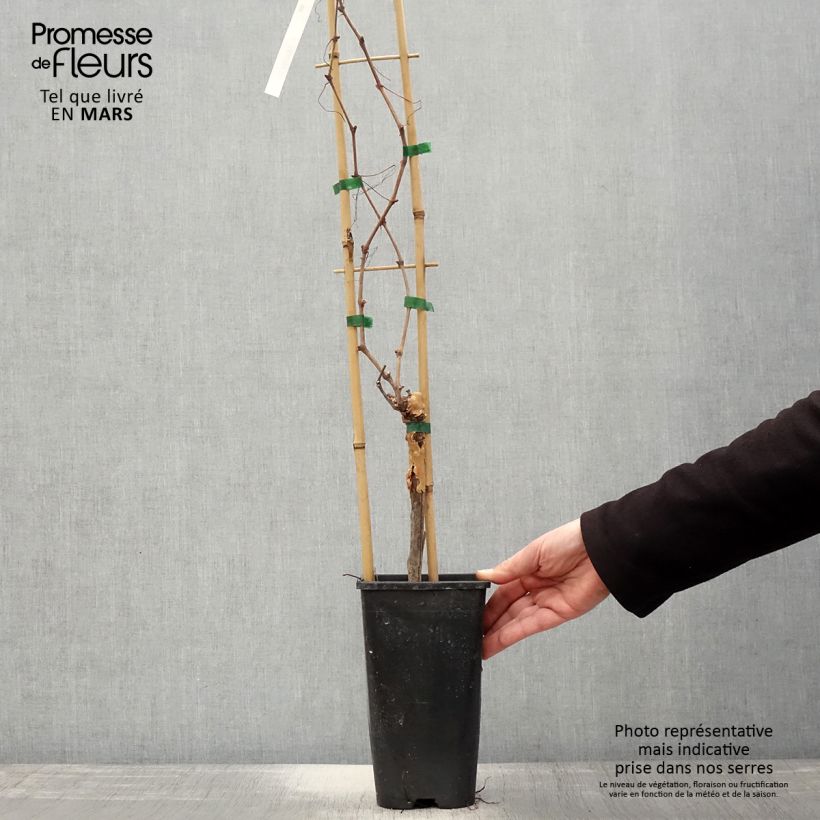 Spécimen de Vigne Chasselas Doré Pot de 2L/3L tel que livré au printemps