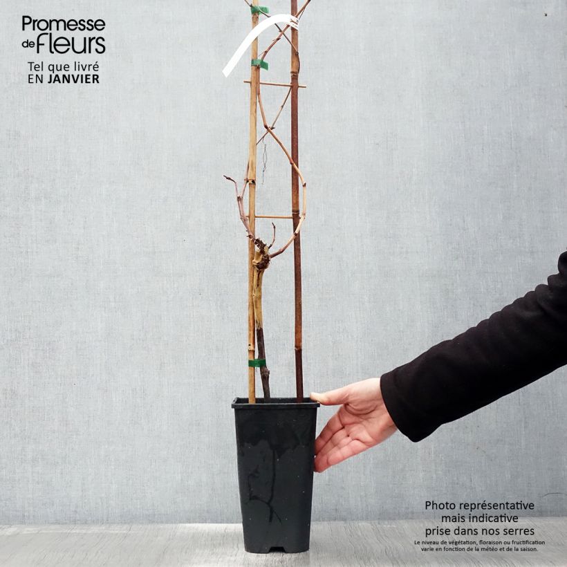 Spécimen de Vigne Chasselas Rose Pot de 2L/3L tel que livré en hiver