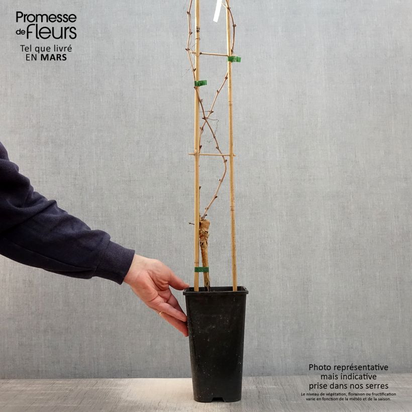 Spécimen de Vigne Chasselas Rose Pot de 2L/3L tel que livré au printemps