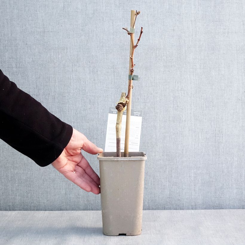 Spécimen de Vigne Chasselat Cioutat Pot de 1,5L/2L tel que livré en hiver