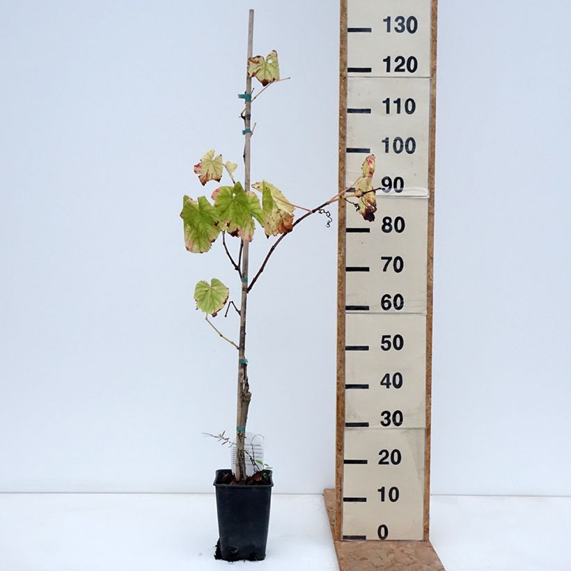Spécimen de Vigne Citrina - Vitis vinifera Pot de 1,5L/2L tel que livré en automne