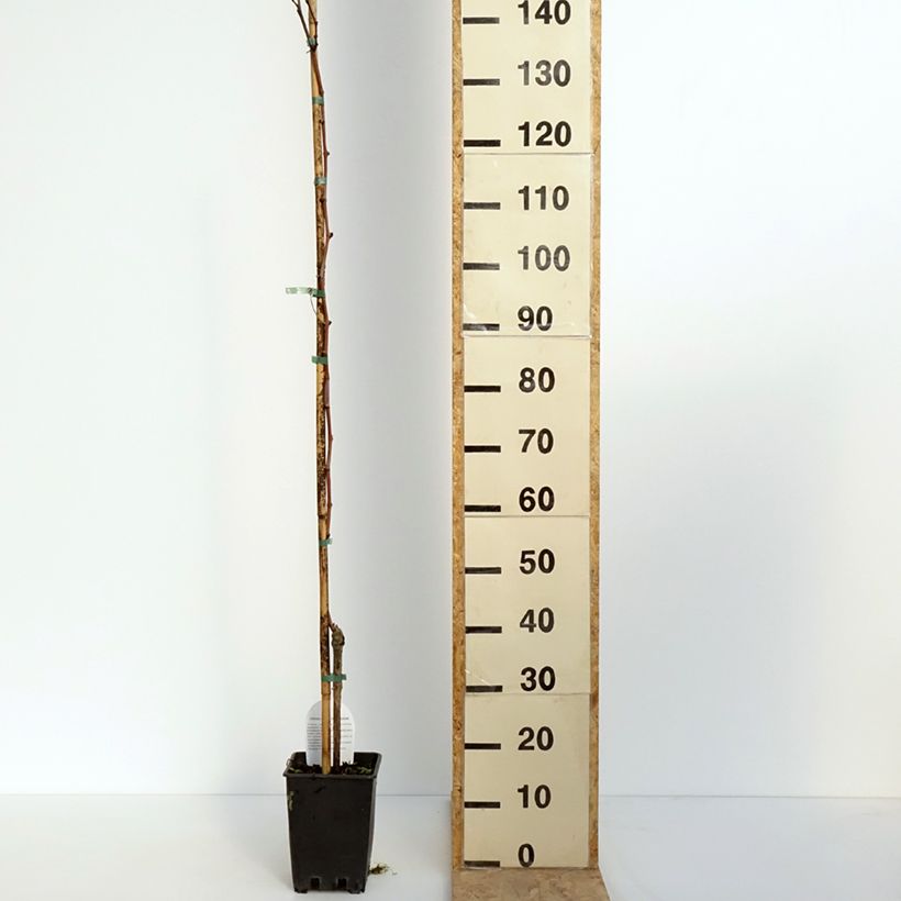 Spécimen de Vigne Citrina - Vitis vinifera Pot de 1,5L/2L tel que livré au printemps