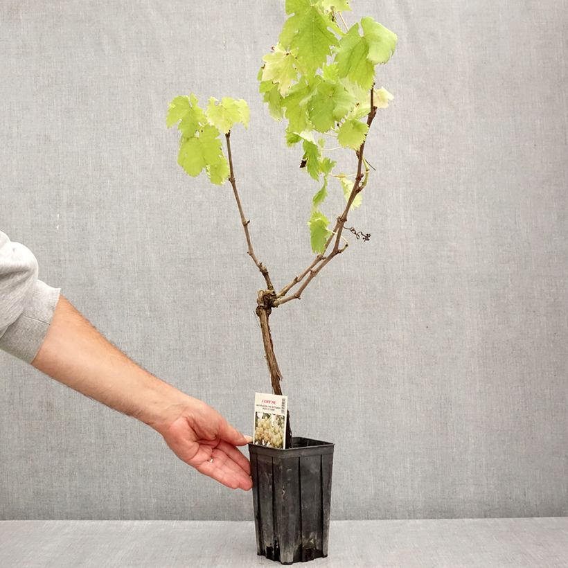 Spécimen de Vigne Cortese - Vitis vinifera Pot de 1,5L/2L tel que livré en été
