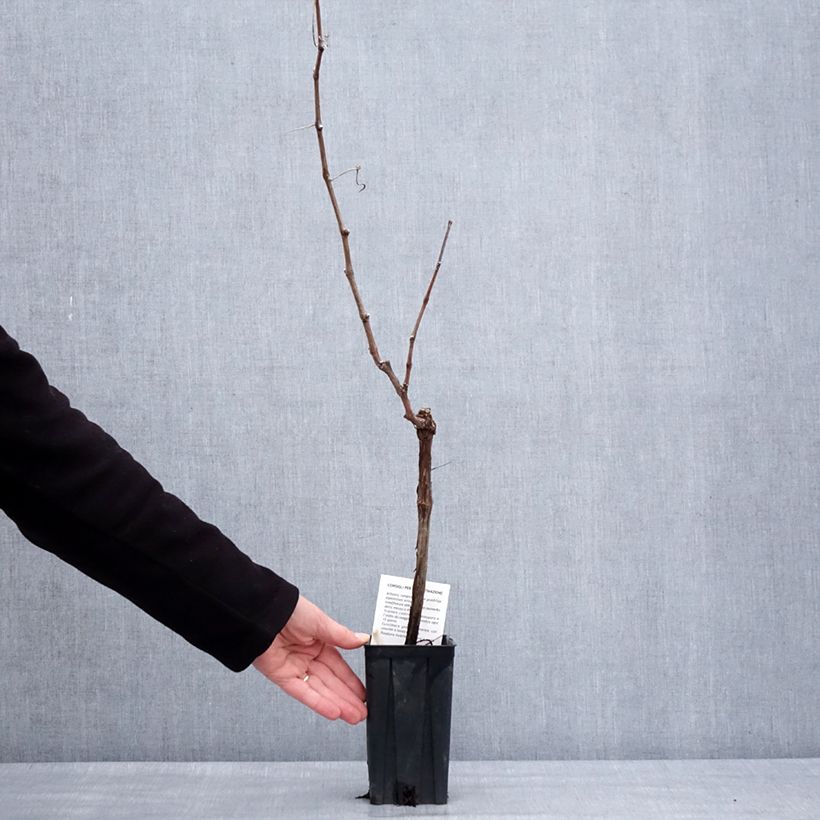Spécimen de Vigne Cortese - Vitis vinifera Pot de 1,5L/2L tel que livré en hiver