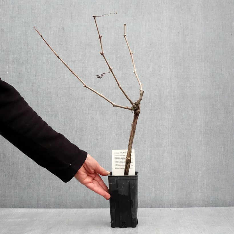 Spécimen de Vigne Cortese - Vitis vinifera Pot de 1,5L/2L tel que livré au printemps