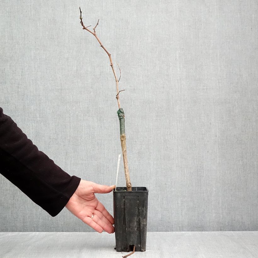 Spécimen de Vigne Croatina - Vitis vinifera Pot de 1,5L/2L tel que livré en automne