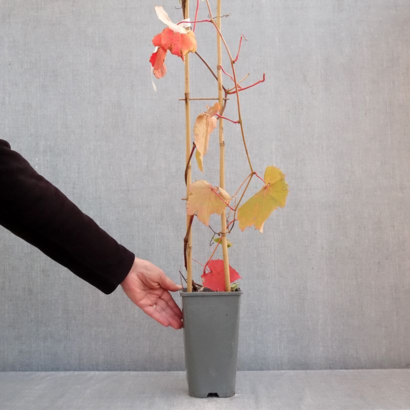 Spécimen de Vigne d'ornement - Vitis coignetiae Sunning Dale Pot de 3L/4L tel que livré en automne