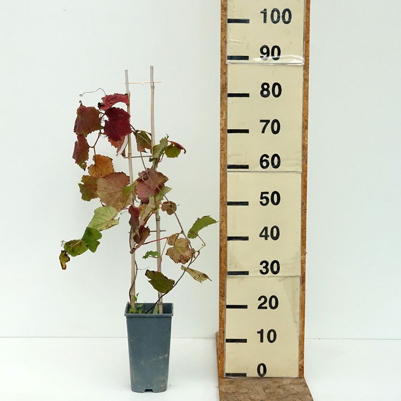 Spécimen de Vigne d'ornement - Vitis coignetiae Sunning Dale Pot de 3L/4L tel que livré en été