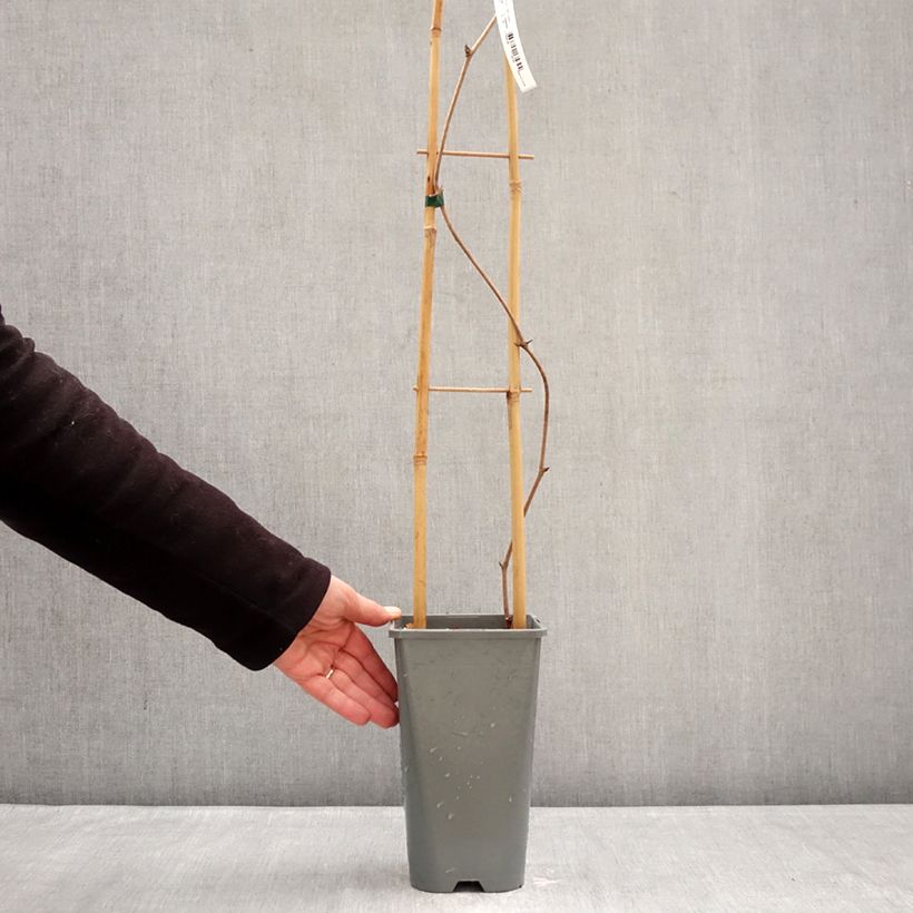 Spécimen de Vigne d'ornement - Vitis coignetiae Sunning Dale Pot de 3L/4L tel que livré en hiver