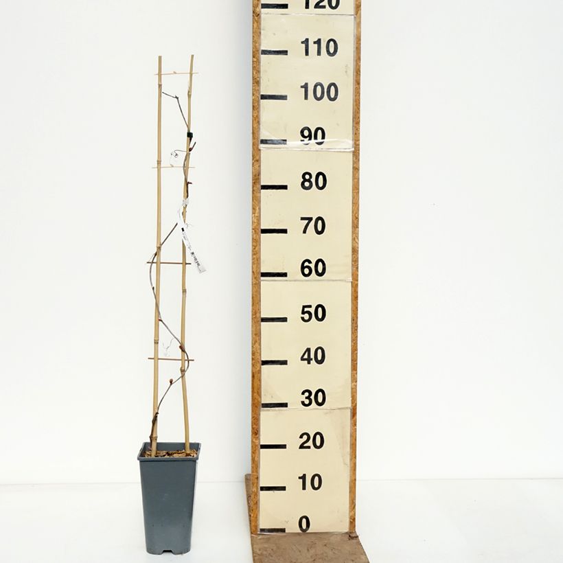 Spécimen de Vigne d'ornement - Vitis coignetiae Sunning Dale Pot de 3L/4L tel que livré au printemps