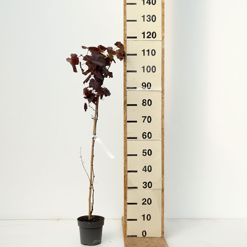 Spécimen de Vigne d'ornement - Vitis vinifera Purpurea Pot de 2L/3L tel que livré en automne