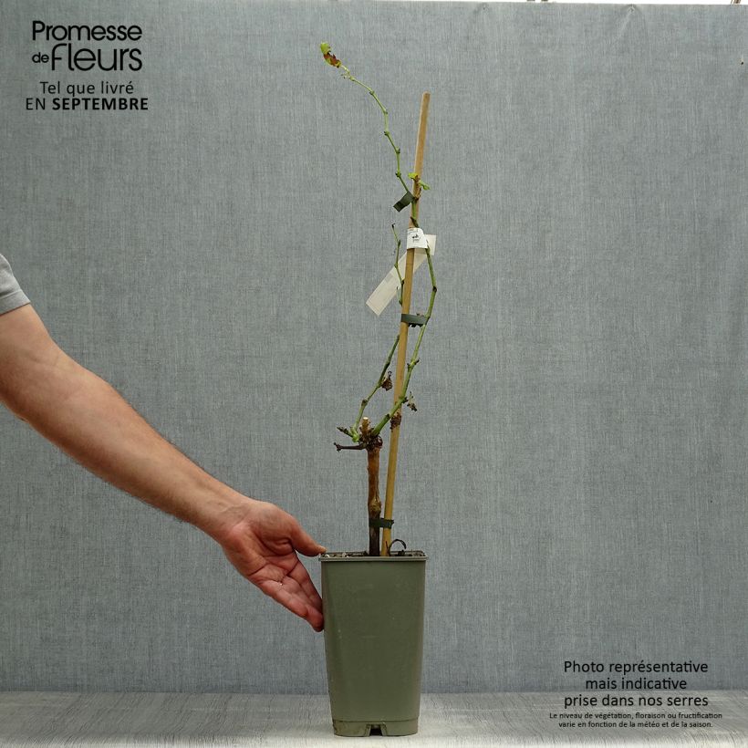 Spécimen de Vigne Dattier de Beyrouth Pot de 1,5L/2L tel que livré en automne