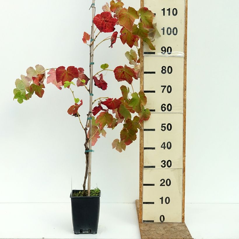 Spécimen de Vigne de table Agata - Vitis hybrida Pot de 1,5L/2L tel que livré en été