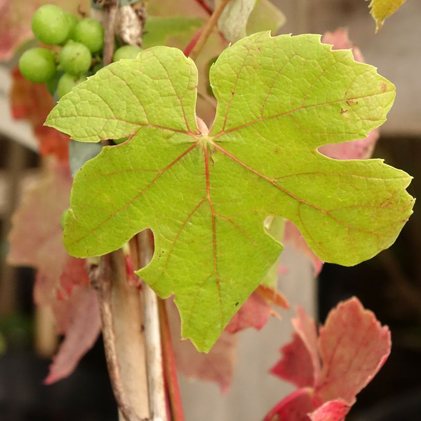Vigne de table Attika - Vitis vinifera (Feuillage)