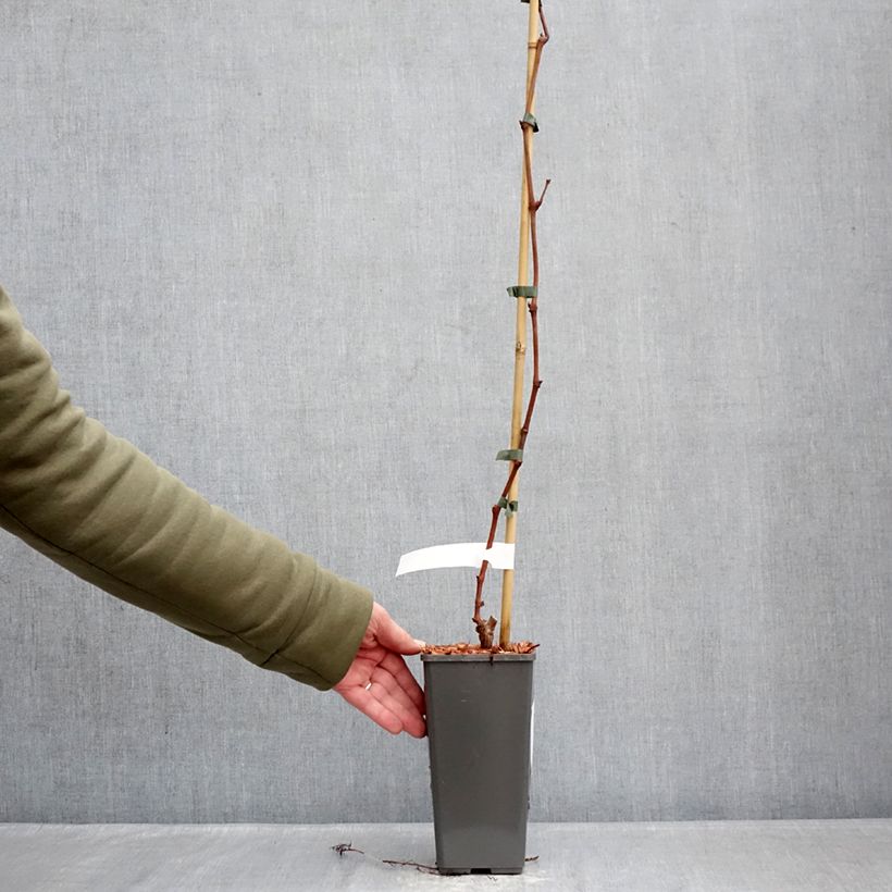 Spécimen de Vigne de table Attika - Vitis vinifera Pot de 2L/3L tel que livré en hiver