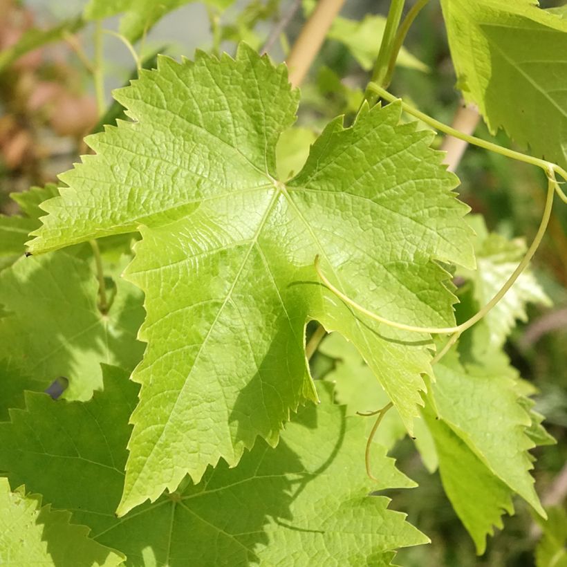 Vigne de table Autumn Royal - Variété rouge apyrène (Feuillage)