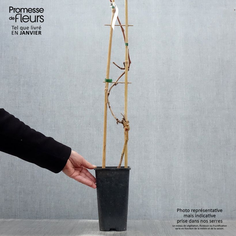 Spécimen de Vigne de table Autumn Royal - Variété rouge apyrène Pot de 2L/3L tel que livré en hiver