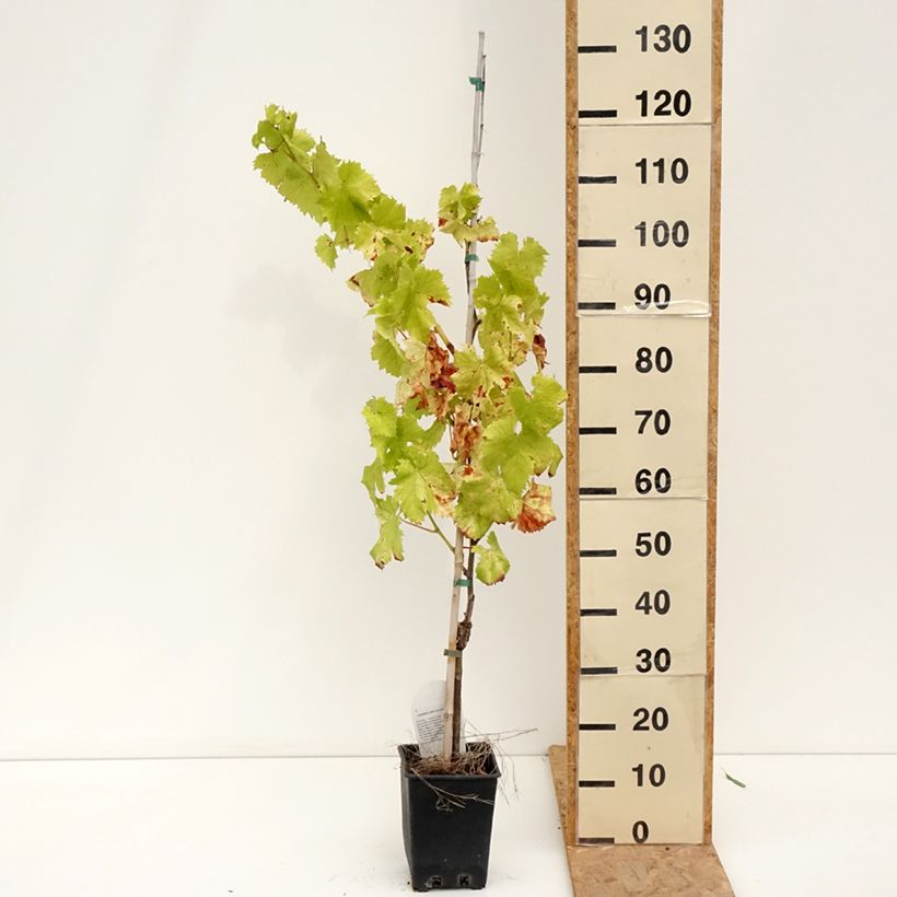 Spécimen de Vigne de table Corniola - Vitis vinifera Pot de 1,5L/2L tel que livré en été
