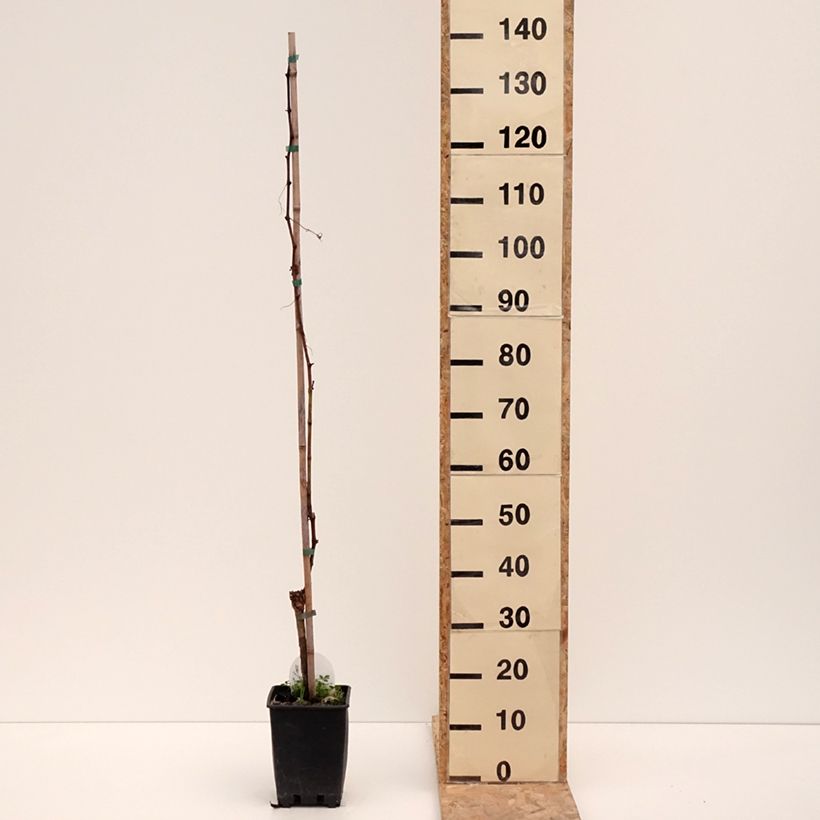 Spécimen de Vigne de table Corniola - Vitis vinifera Pot de 1,5L/2L tel que livré en hiver