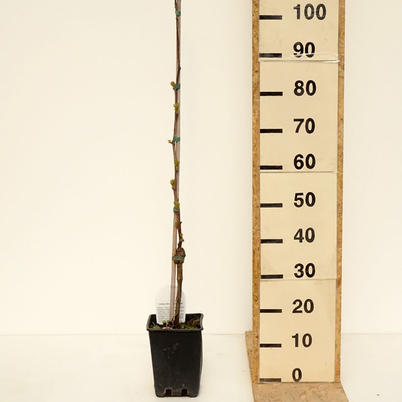 Spécimen de Vigne de table Corniola - Vitis vinifera Pot de 1,5L/2L tel que livré au printemps