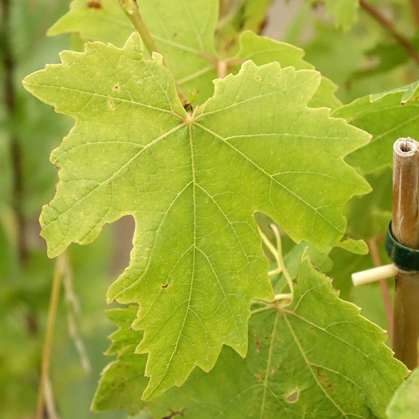 Vigne de table Crimson Seedless - Vitis vinifera (Feuillage)