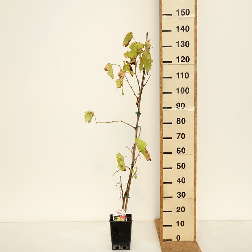 Spécimen de Vigne de table Francese Bianca, Blanche de France - Vitis  Pot de 3L/4L tel que livré en automne