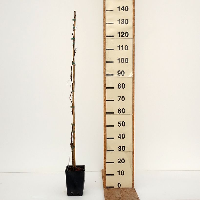 Spécimen de Vigne de table Francese Bianca, Blanche de France - Vitis  Pot de 3L/4L tel que livré en hiver