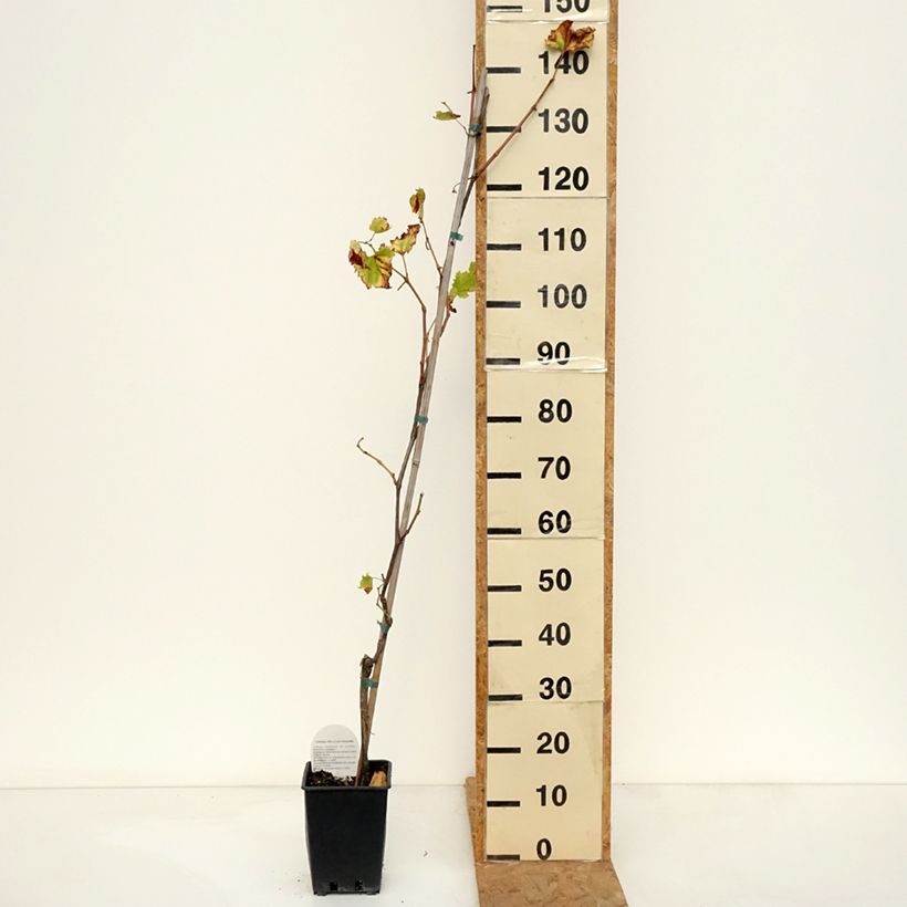 Spécimen de Vigne de table Francese Nera, Noire de France - Vitis x hybrida Pot de 1,5L/2L tel que livré en automne