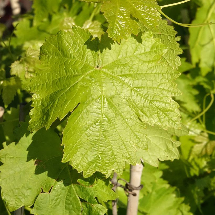 Vigne de table Leopoldo - Vitis vinifera (Feuillage)