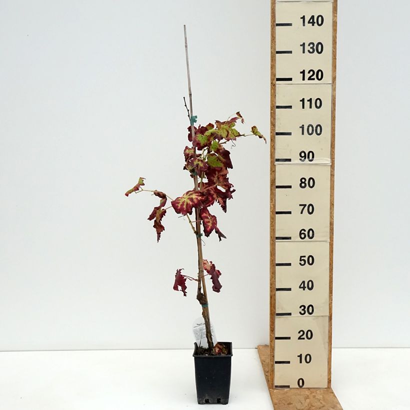 Spécimen de Vigne de table Leopoldo - Vitis vinifera Pot de 1,5L/2L tel que livré en automne