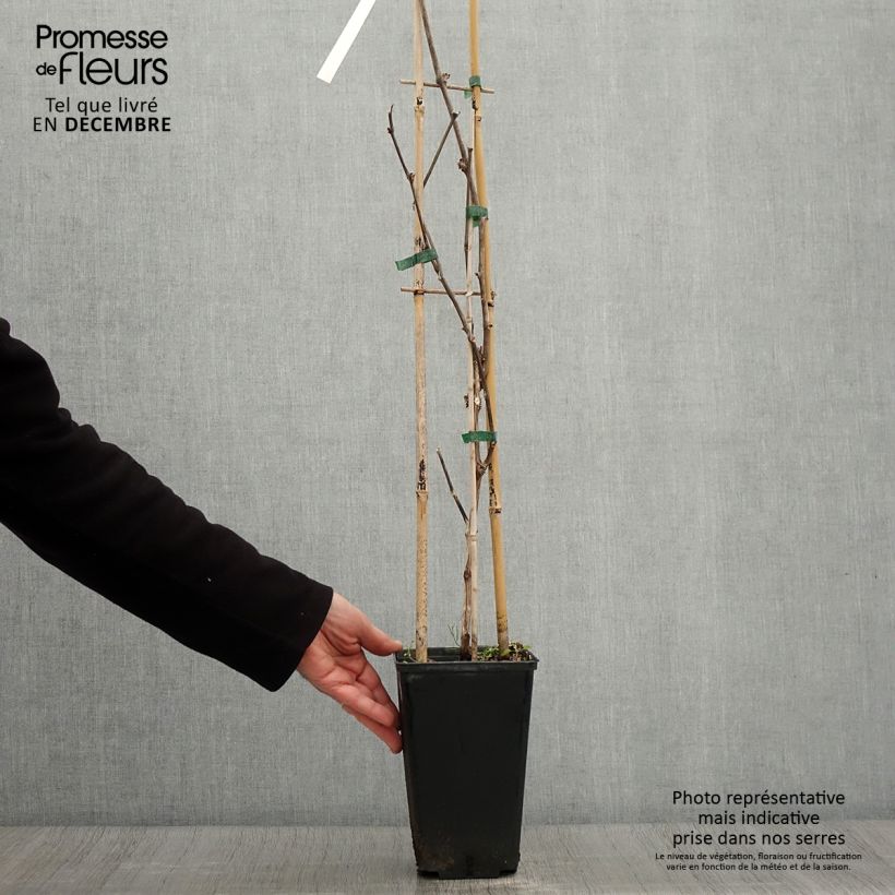 Spécimen de Vigne de table Lilla - Vitis vinifera  Pot de 3L/4L tel que livré en automne
