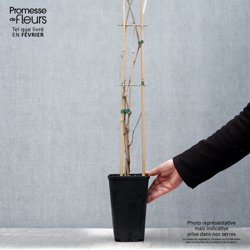 Spécimen de Vigne de table Lilla - Vitis vinifera  Pot de 3L/4L tel que livré en hiver