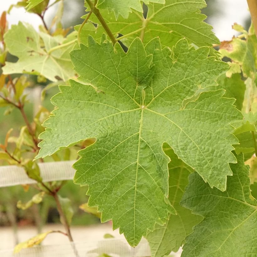 Vigne de table Lilla - Vitis vinifera (Feuillage)