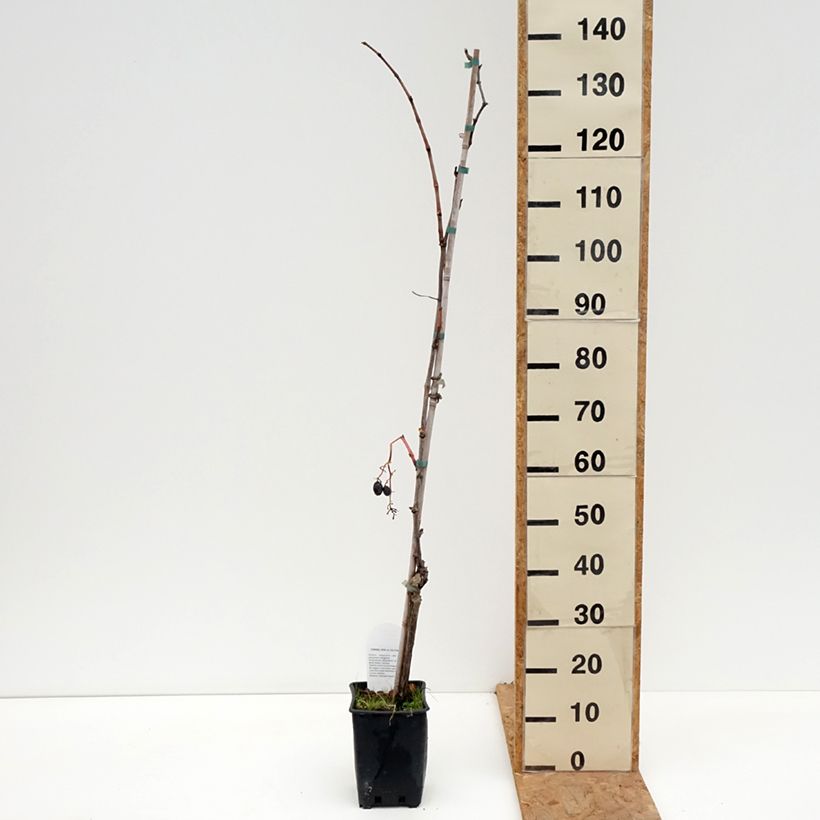 Spécimen de Vigne de table Michele Palieri - Vitis vinifera Pot de 1,5L/2L tel que livré en automne