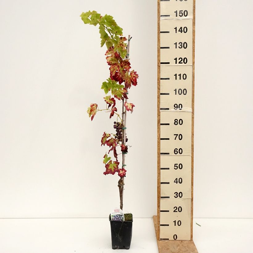 Spécimen de Vigne de table Michele Palieri - Vitis vinifera Pot de 1,5L/2L tel que livré en été