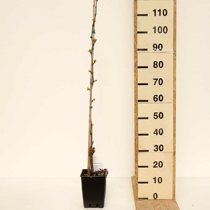 Spécimen de Vigne de table Michele Palieri - Vitis vinifera Pot de 1,5L/2L tel que livré au printemps