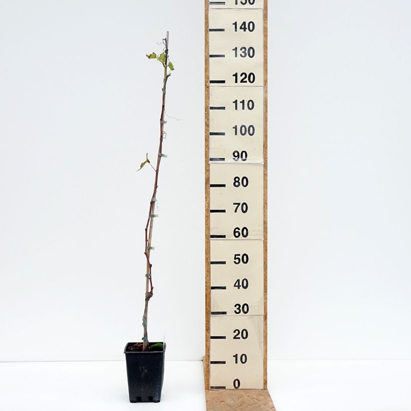 Spécimen de Vigne de table Moscato d'Adda - Vitis vinifera Pot de 1,5L/2L tel que livré en automne