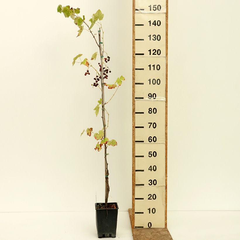 Spécimen de Vigne de table Opalina - Vitis hybrida Pot de 1,5L/2L tel que livré en été
