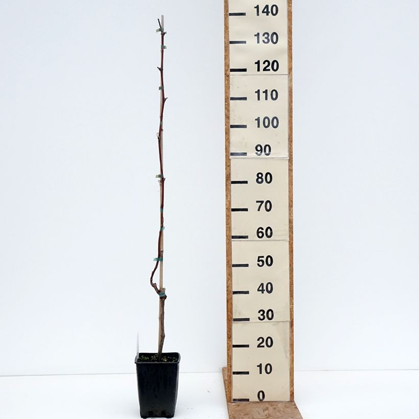 Spécimen de Vigne de table Opalina - Vitis hybrida Pot de 1,5L/2L tel que livré en hiver