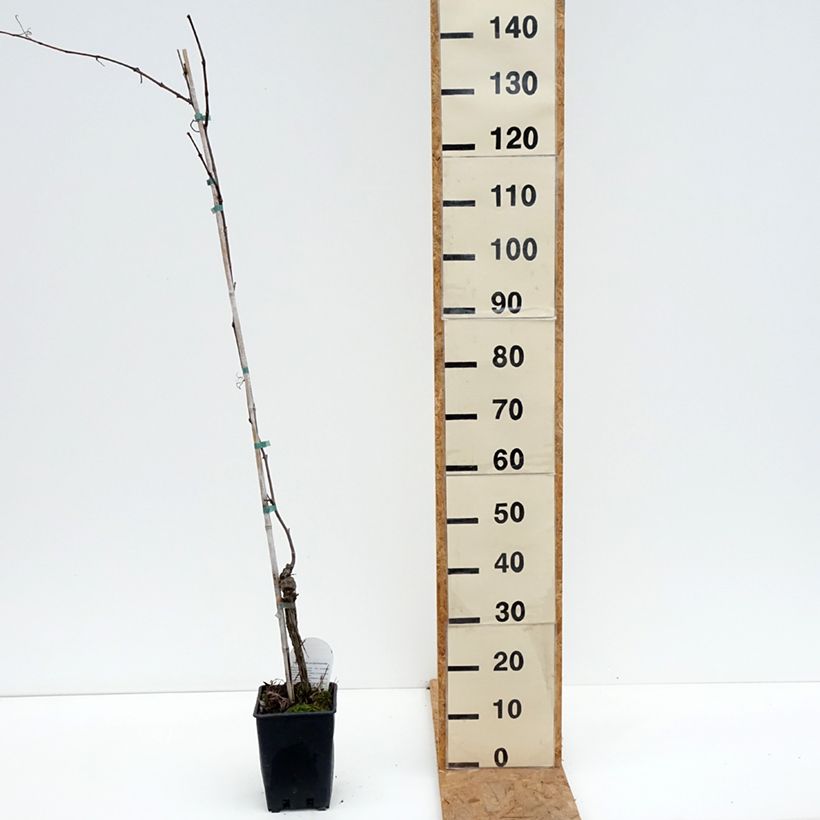 Spécimen de Vigne de table Opalina - Vitis hybrida Pot de 3L/4L tel que livré en automne
