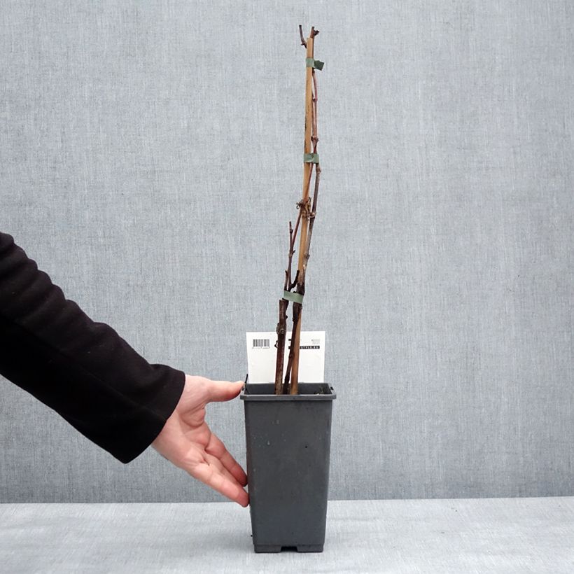 Spécimen de Vigne de table Picurka - Vitis vinifera Pot de 1,5L/2L, Touffe tel que livré en hiver