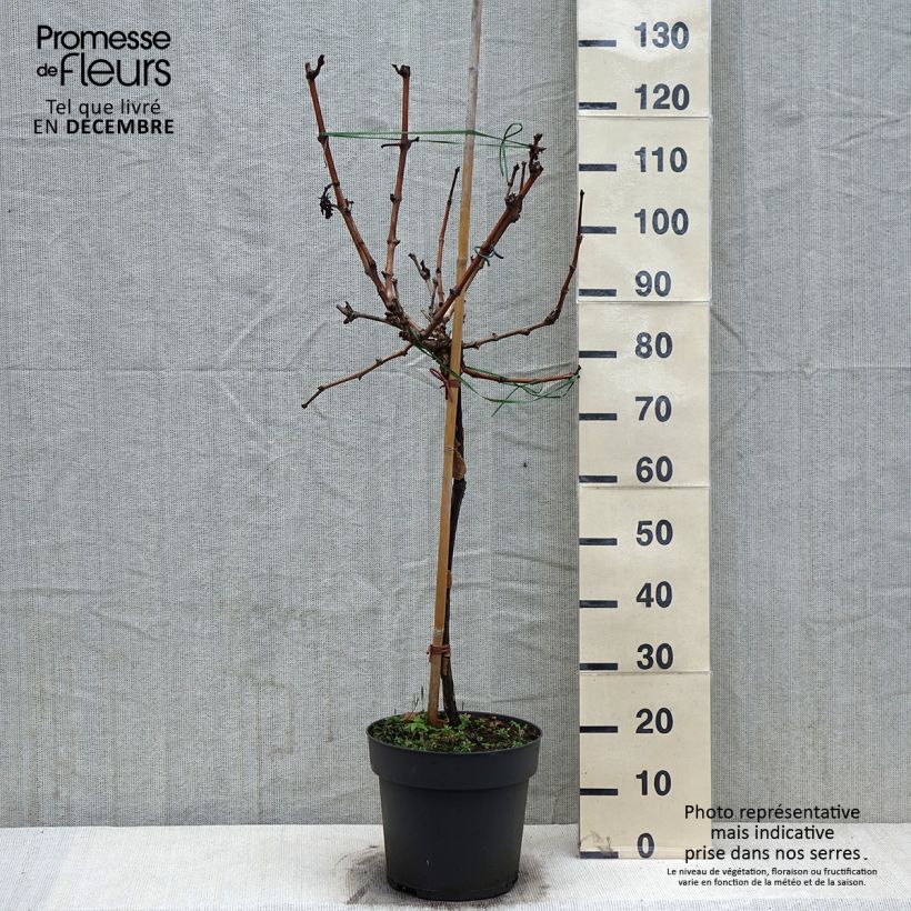 Spécimen de Vigne de table Picurka - Vitis vinifera Pot de 7,5L/10L, Tige de 70 cm tel que livré en hiver