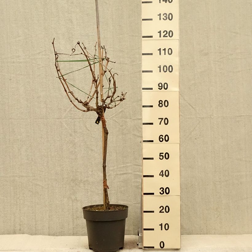 Spécimen de Vigne de table Picurka - Vitis vinifera Pot de 7,5L/10L, Tige, Tige de 70 cm tel que livré au printemps
