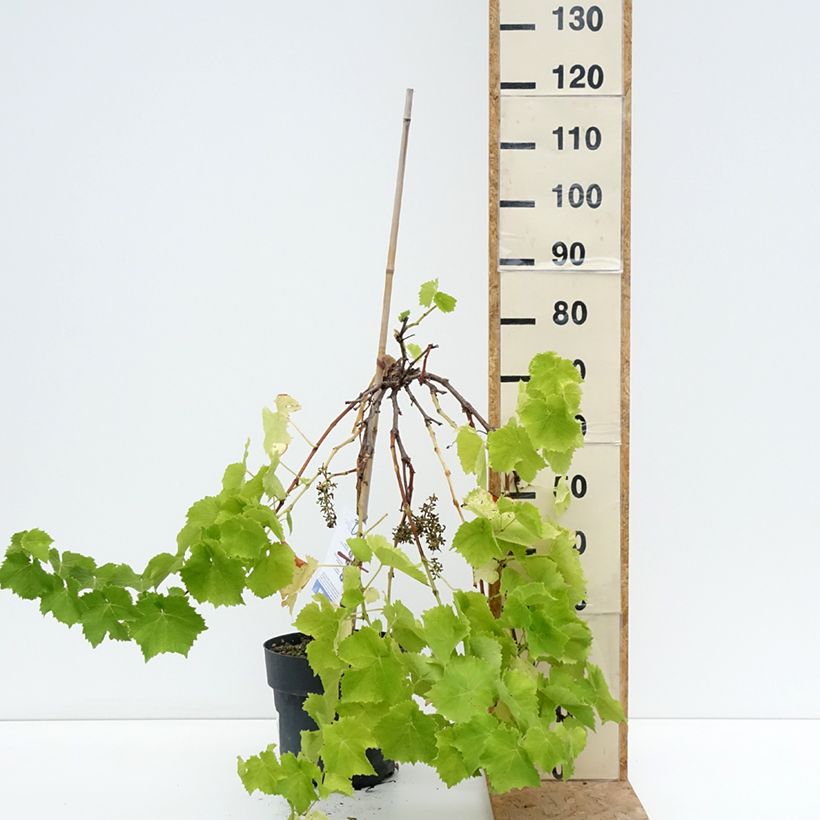 Spécimen de Vigne de table Picurka - Vitis vinifera Pot de 7,5L/10L, Tige, Tige de 70 cm tel que livré en été