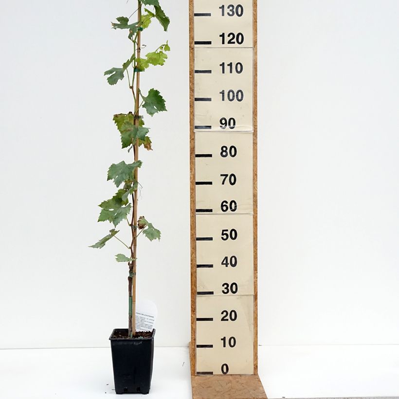 Spécimen de Vigne de table Pizzutello Bianco, Cornichon blanc - Vitis vinifera Pot de 1,5L/2L tel que livré en automne