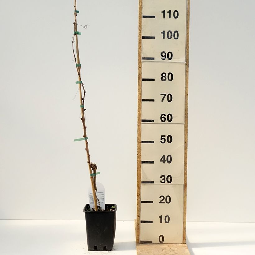 Spécimen de Vigne de table Pizzutello Bianco, Cornichon blanc - Vitis vinifera Pot de 1,5L/2L tel que livré au printemps