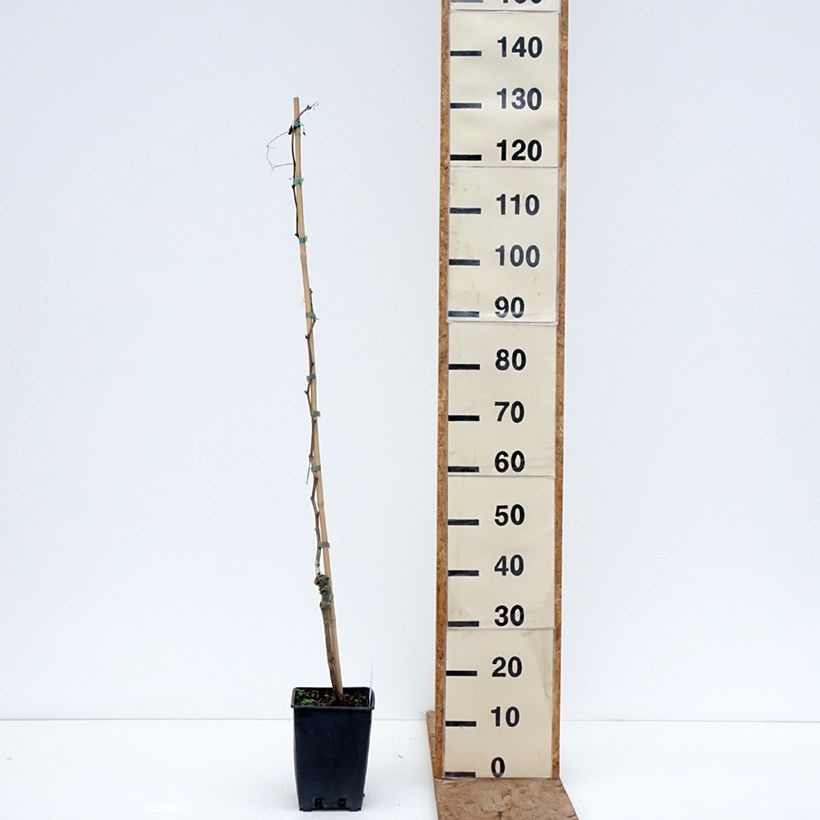 Spécimen de Vigne de table Pizzutello Nero - Vitis vinifera Pot de 1,5L/2L tel que livré en hiver